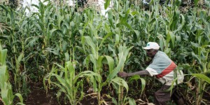 Au Kenya, un tribunal rejette une plainte contestant l’autorisation des OGM