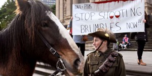 L’Australie va reprendre l’abattage des chevaux sauvages par hélicoptère pour protéger la faune et la flore