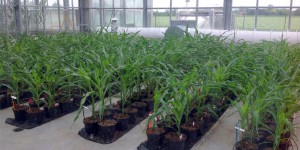L’inquiétant flou européen sur la brevetabilité des « nouveaux OGM »