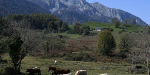 La maladie hémorragique épizootique, nouvelle maladie virale apparue chez des bovins en France