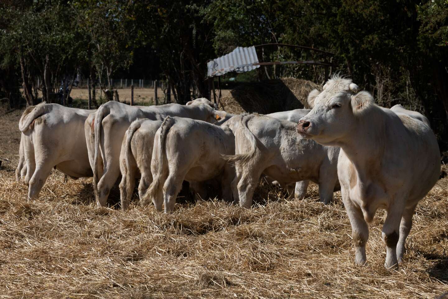 La maladie hémorragique épizootique se propage dans les élevages bovins du sud-ouest de la France