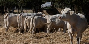 La maladie hémorragique épizootique se propage dans les élevages bovins du sud-ouest de la France