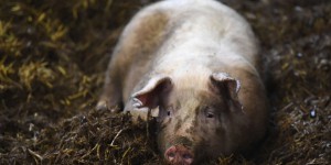 Maltraitance animale : la préfecture de la Marne met en demeure l’élevage porcin épinglé par L214