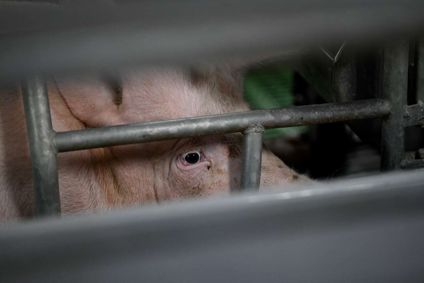 Maltraitance animale : le préfet ordonne une inspection dans un élevage porcin après une plainte de L214