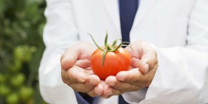 Nouveaux OGM : « Effrayer le public en prétendant que ces plantes vont faire augmenter les intrants chimiques est un mensonge »