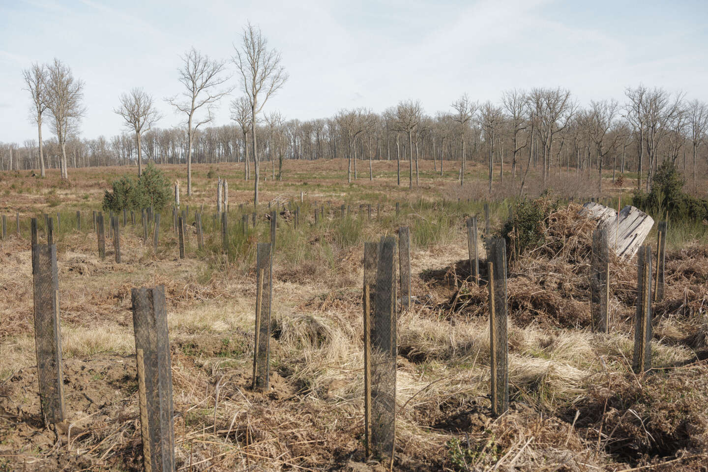 Planter un milliard d’arbres en dix ans, une promesse risquée pour la forêt française