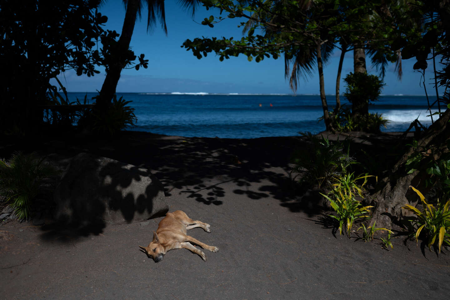 En Polynésie, les chiens trop nombreux empoisonnent la vie des habitants, provoquant morsures, accidents et bruit