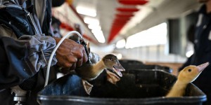 Dans le Sud-Ouest ravagé par la grippe aviaire, l’espoir de la vaccination