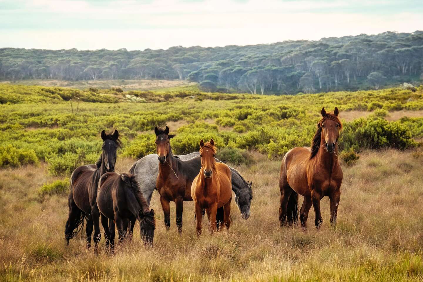 En Australie, l’abattage de chevaux sauvages, symboles d’une bataille « pour l’âme » du pays