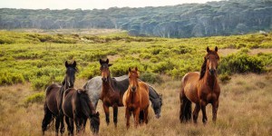 En Australie, l’abattage de chevaux sauvages, symboles d’une bataille « pour l’âme » du pays