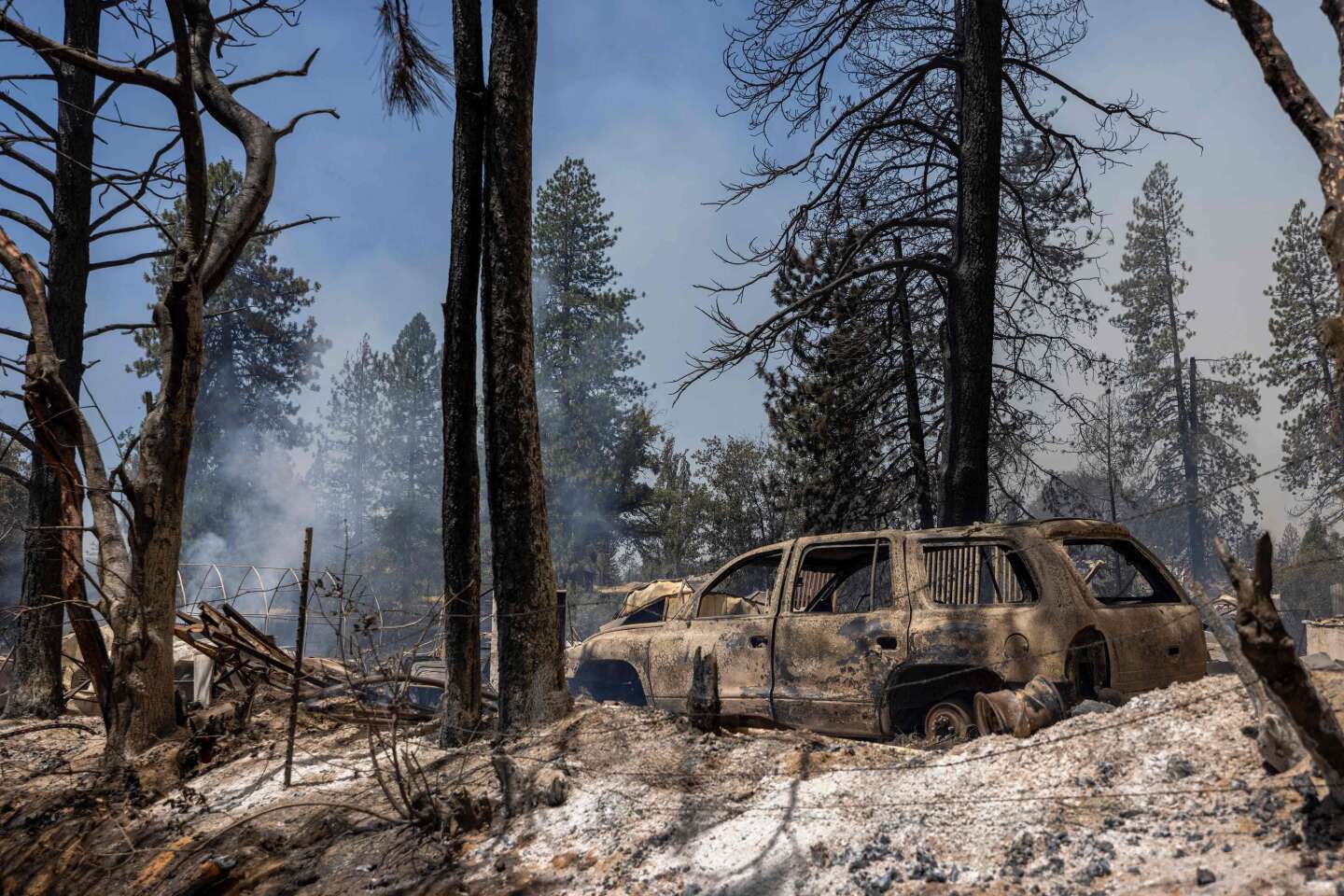 En Californie, faut-il replanter les séquoias détruits par les feux ?