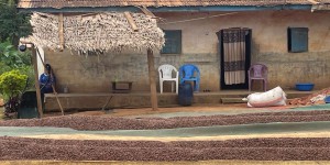 Au Cameroun, quand cacao et préservation des forêts tentent de faire bon ménage