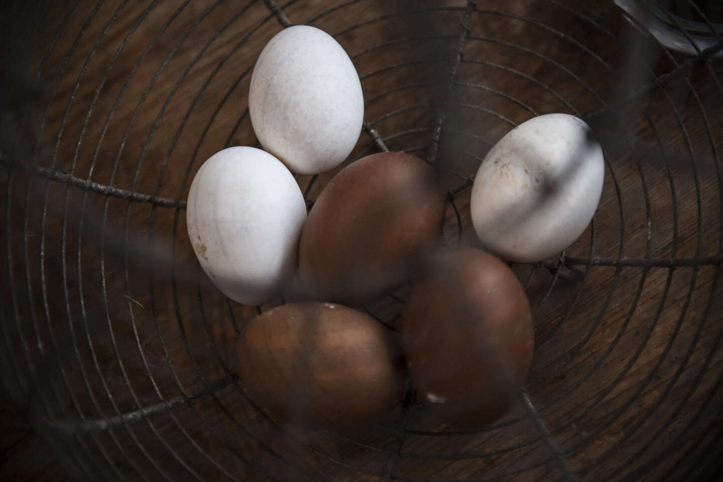 La contamination des œufs révèle la pollution généralisée de la région parisienne aux dioxines et aux « polluants éternels »