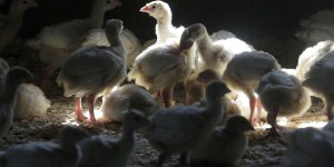 Un foyer de grippe aviaire identifié, le gouvernement relève le risque de « négligeable » à « modéré »