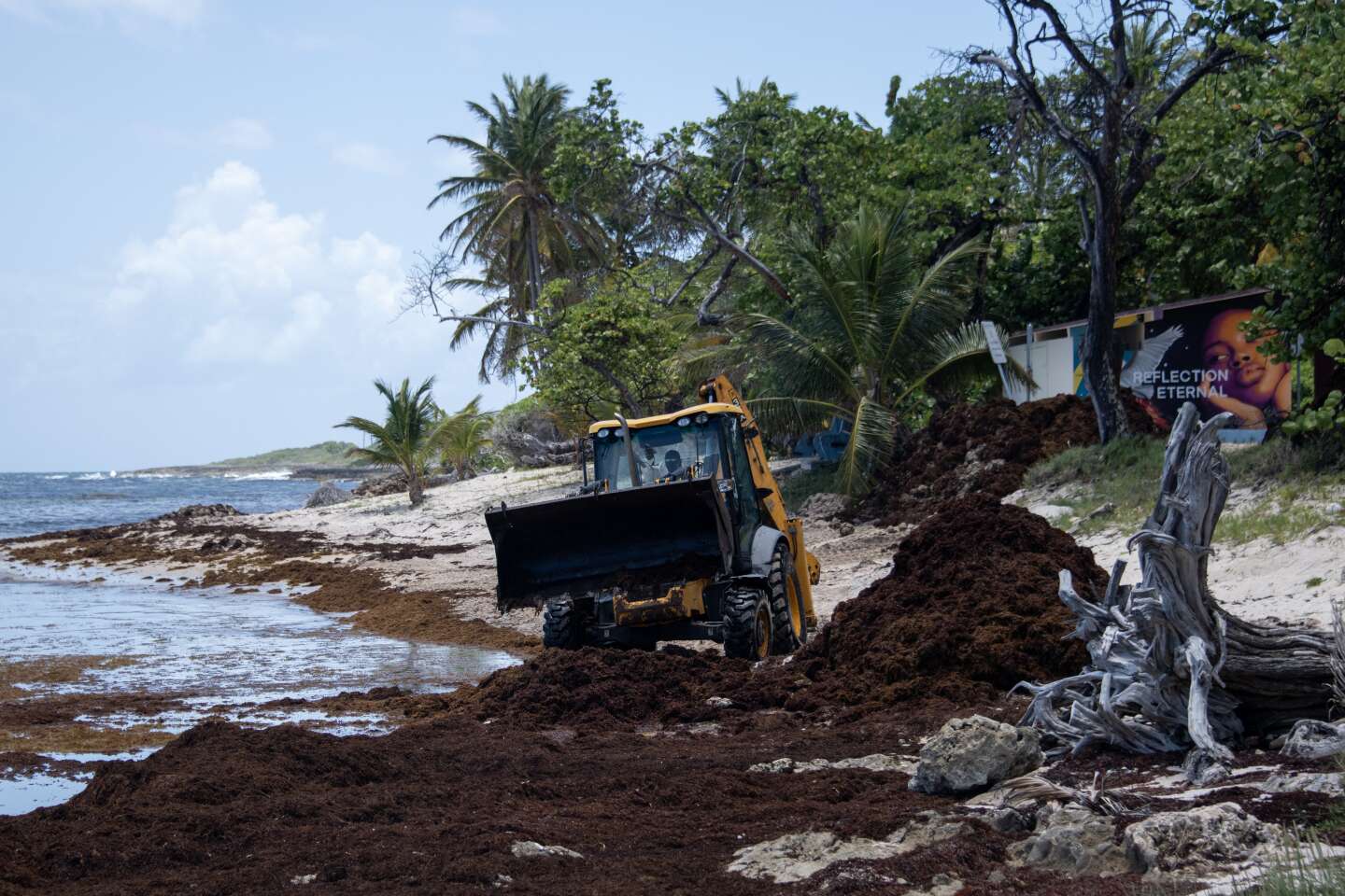 En Guadeloupe, des sargasses pour lutter contre l’érosion de la plage