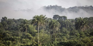 La ruée des Emirats arabes unis sur les forêts africaines