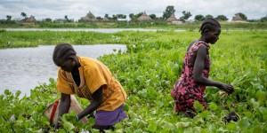 Au Soudan du Sud, la « plus mauvaise herbe aquatique au monde » fait du bon charbon