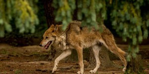 La Commission européenne veut assouplir la protection des loups dans l’UE
