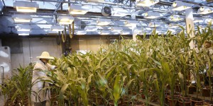 L’Anses remet en cause les critères de dérégulation des « nouveaux OGM »