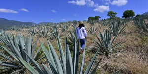 Au Mexique, le boom du mezcal entraîne une déforestation et menace les agaves sauvages