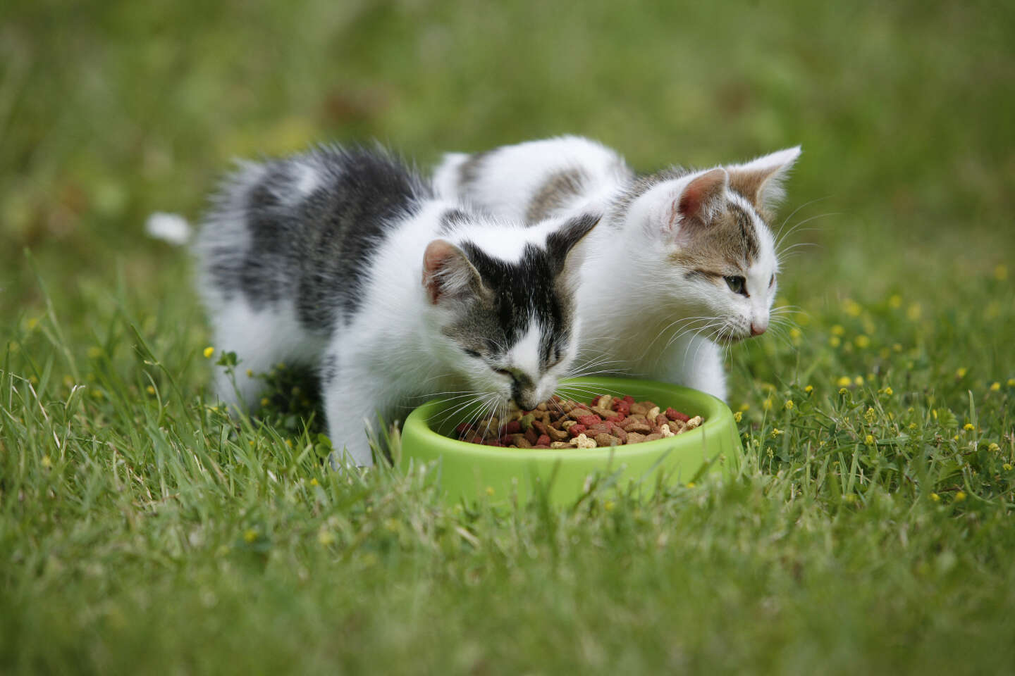 Les nitrites bientôt bannis des croquettes pour chiens et chats, mais seulement réduits pour l’alimentation humaine