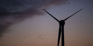 Dans le nord de l’Hérault, la justice demande le démontage d’un champ d’éoliennes