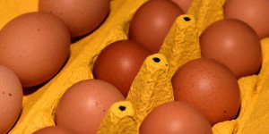 Pollution chimique : des contrôles lacunaires sur les œufs issus des élevages en plein air