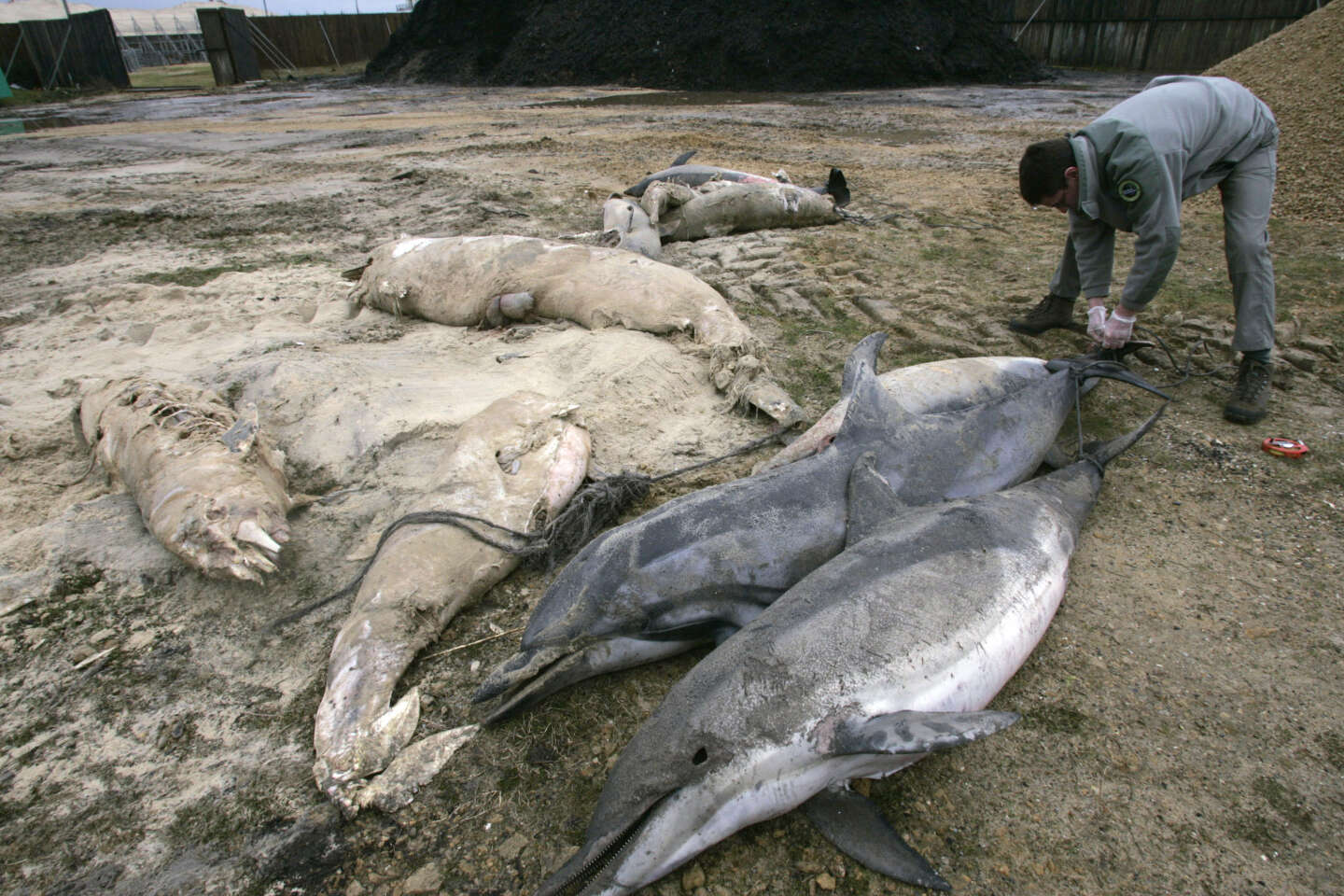 Protection des dauphins : le Conseil d’Etat élargit la fermeture hivernale de la pêche