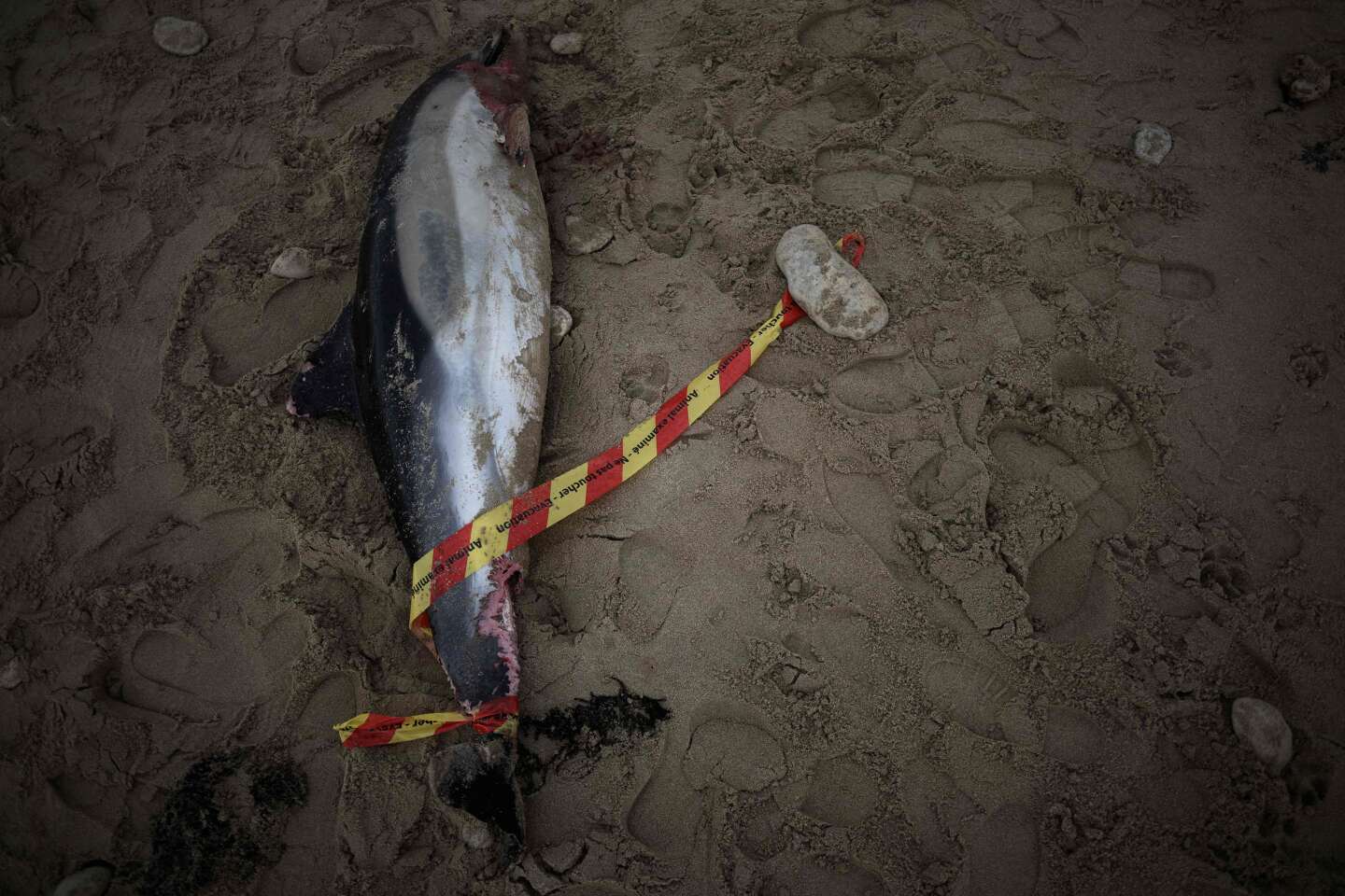 Pour protéger les dauphins, le Conseil d’Etat suspend des dérogations à la fermeture de la pêche