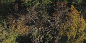 « Réchauffement climatique : réinventer la forêt », sur LCP : un pari d’avenir pour 2 millions de propriétaires de petites parcelles boisées