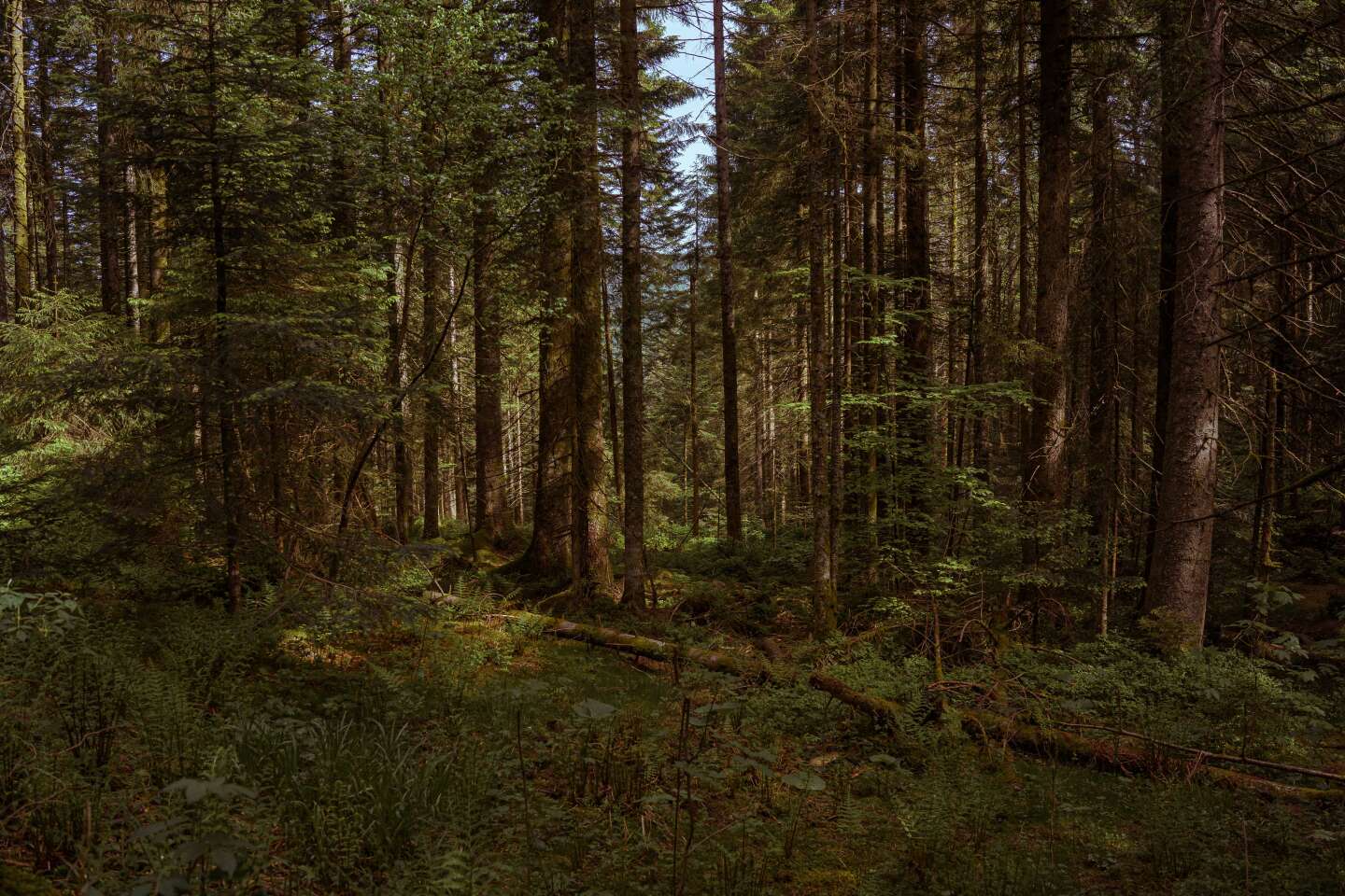 Climat : « La forêt ne peut pas être un puits infini de carbone »