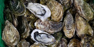 Huîtres d’Arcachon contaminées : « beaucoup savaient », une association porte plainte