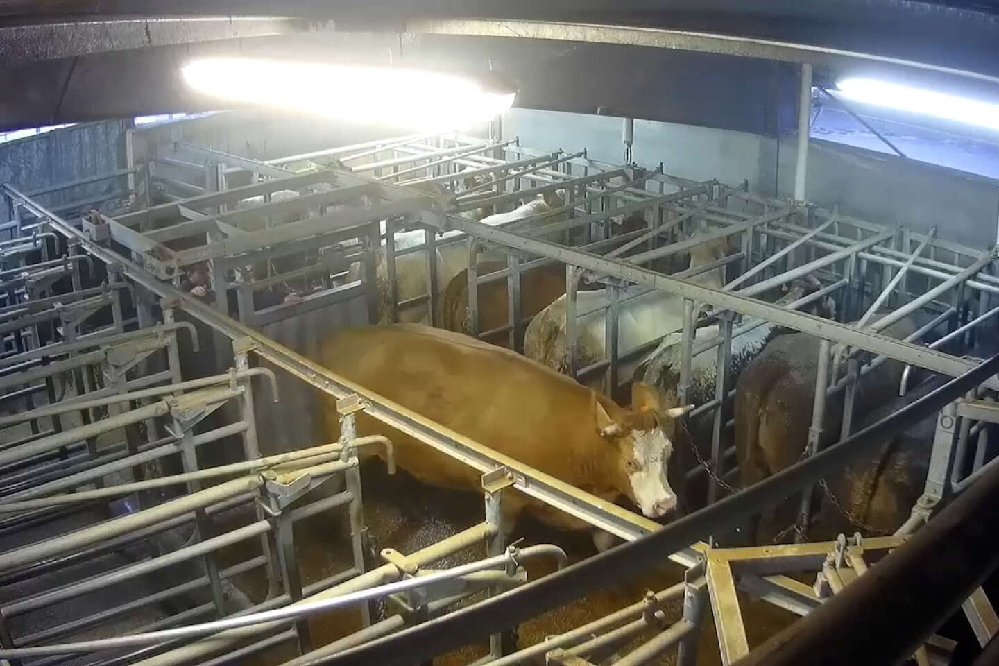 A l’abattoir de Craon, en Mayenne, des animaux en souffrance malgré les aides du plan de relance