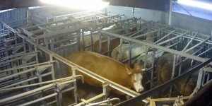 A l’abattoir de Craon, en Mayenne, des animaux en souffrance malgré les aides du plan de relance