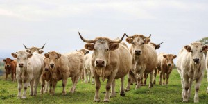 La question du revenu des éleveurs bovins au cœur des mobilisations agricoles