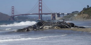 Les baleines à bosse victimes des vagues de chaleur marines dans le Pacifique Nord