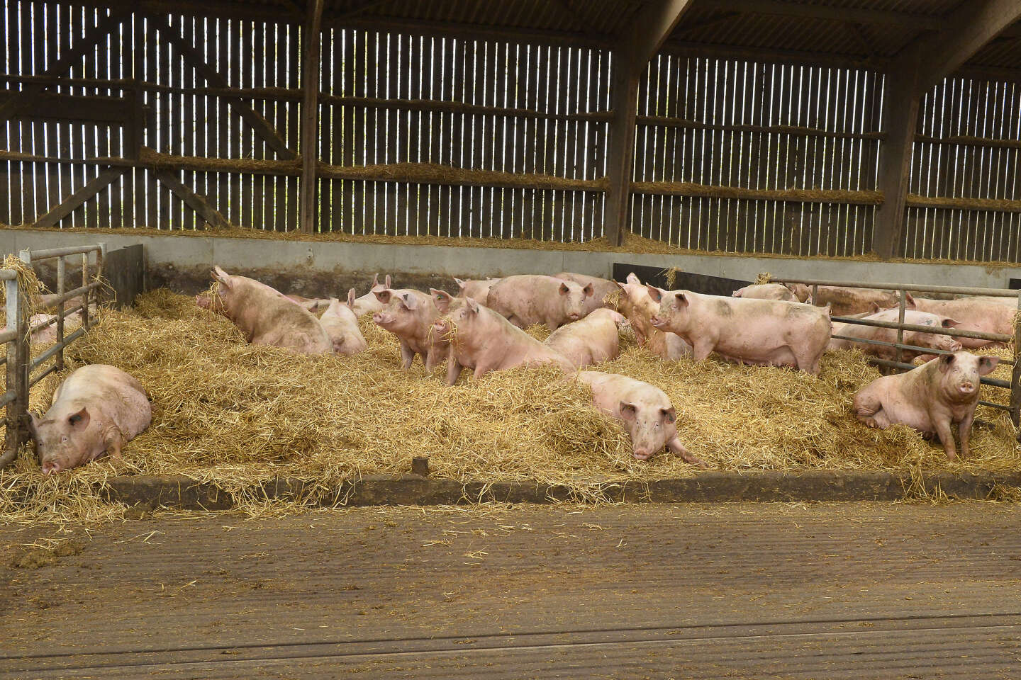En Bretagne, l’un des plus importants éleveurs de cochons jugé pour maltraitance