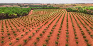 En Espagne, les fonds d’investissement achètent en masse des terres agricoles