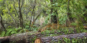 Forêts : le Conseil d’Etat rejette la limitation des coupes rases