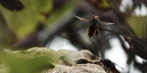 Pour freiner le frelon asiatique, les apiculteurs appellent à l’aide toute la population française