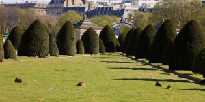 Aux Invalides, à Paris, les lapins indésirables