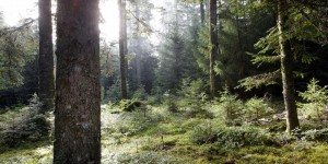 Pour protéger la Forêt des sources du Touch, un collectif refuse la plantation de résineux, plus inflammables