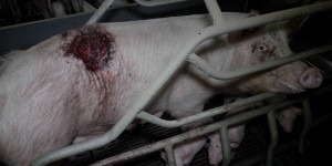 Après une plainte de L214 pour « mauvais traitements » sur animaux, deux élevages de porcs du Morbihan suspendus