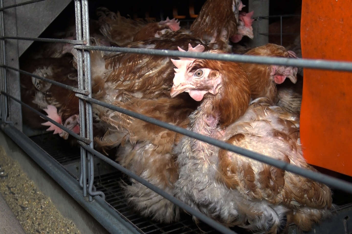 Bien-être animal : un collectif citoyen porte plainte contre la Commission européenne pour inaction contre l’élevage en cage