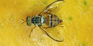 L’agence sanitaire Anses recommande de renforcer la surveillance contre la mouche orientale des fruits