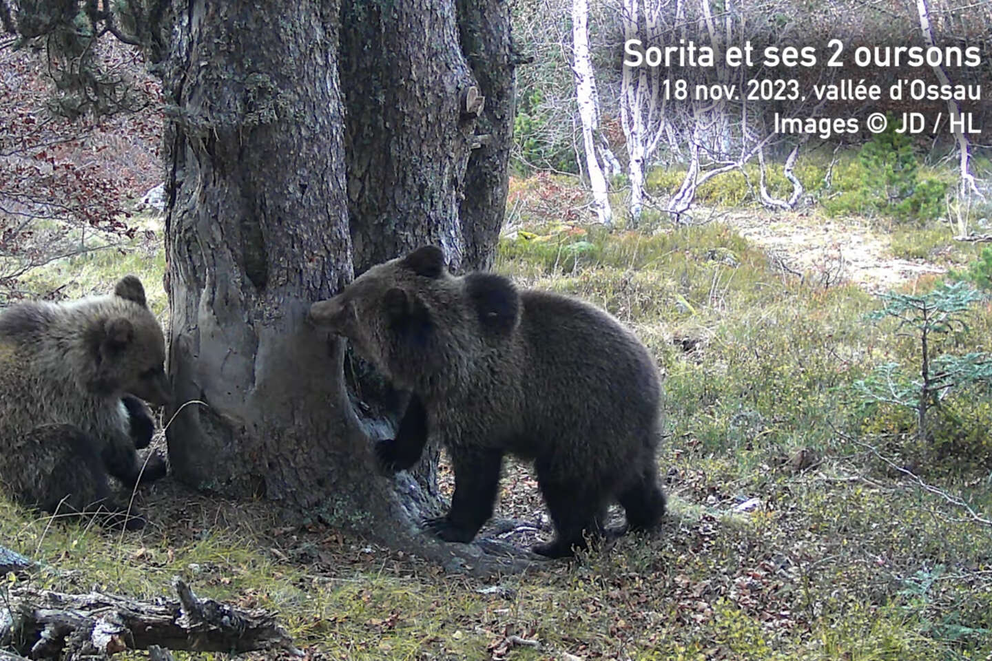 Des ours des Pyrénées n’ont pas hiberné en raison de la douceur des températures