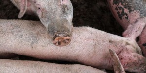 Procès pour maltraitance animal dans un élevage porcin de l’Yonne