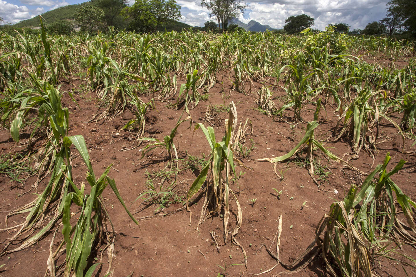 Sécheresse au Malawi : le pays en état de catastrophe naturelle liée au phénomène El Niño