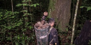 En Amazonie, la récolte des noix du Brésil fait vivre les populations tout en préservant la forêt