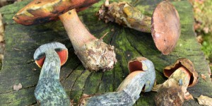 Biodiversité : une première liste rouge des champignons pour sensibiliser au risque de disparition